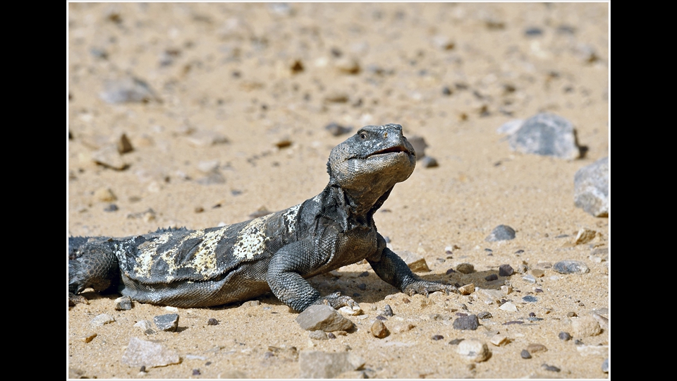 04-Luc Beckers-nieuwsgierige grote salamander