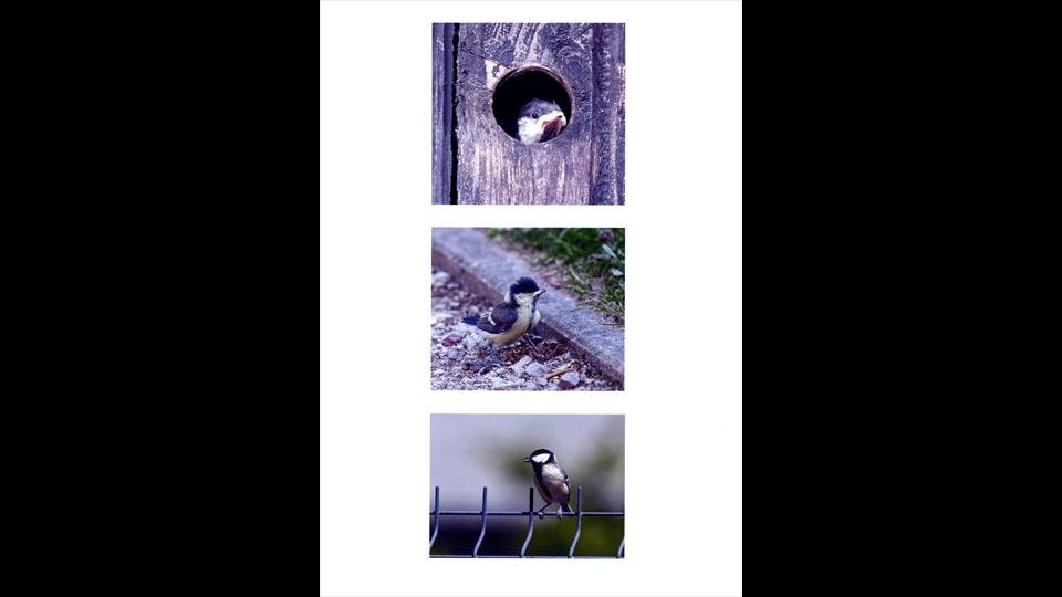 22-John Valgaeren-Kleine vogels