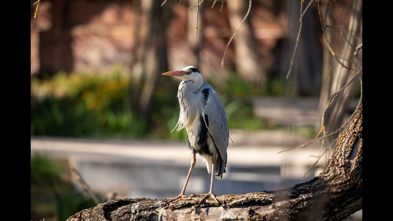 13-John Valgaeren-Reiger PARK GROOTHUYS