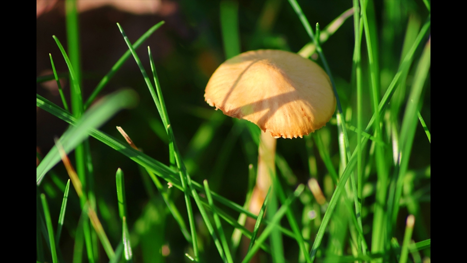 31-Marijke Couder-macro herfstfotografie