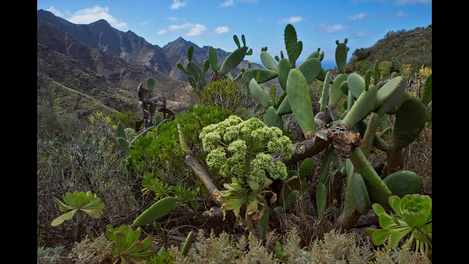 09-Henri Lombaerts-Berglandschap Tenerife