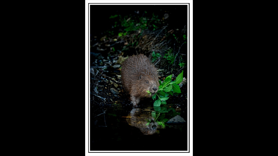 20-Erik Verelst-bever