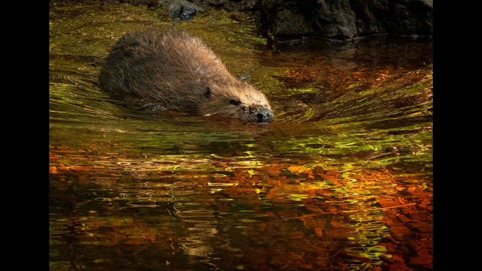 15 - Carine De Laet - Bever