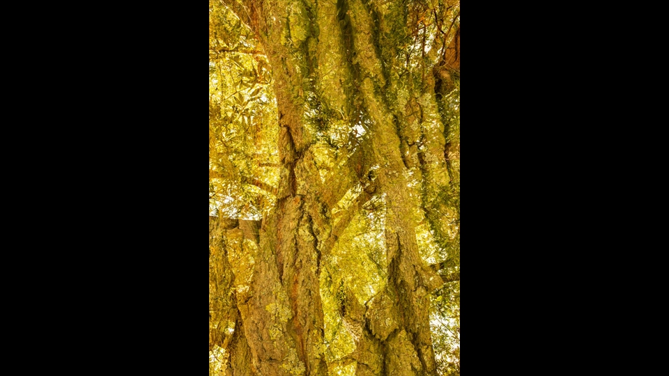 03 - Carine De Laet - Boom