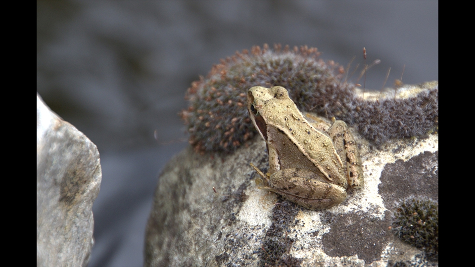 13-John Valgaeren -BRUINE KIKKER