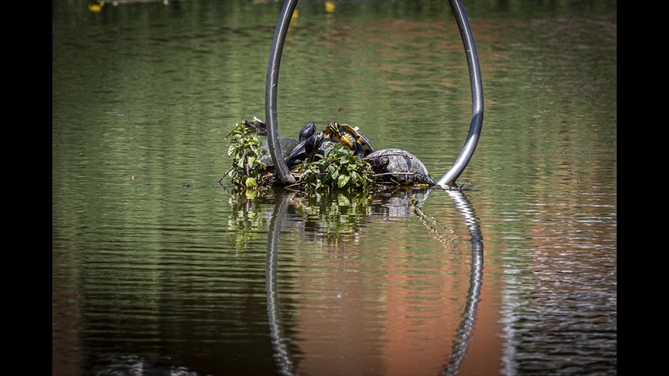 17-Josiane Vos-Schildpadden