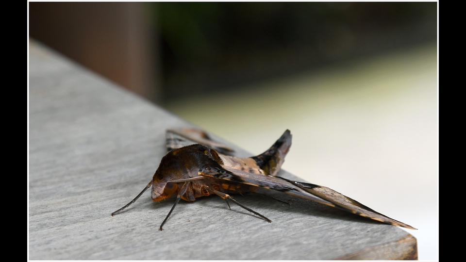 18-Luc Beckers-vlinder