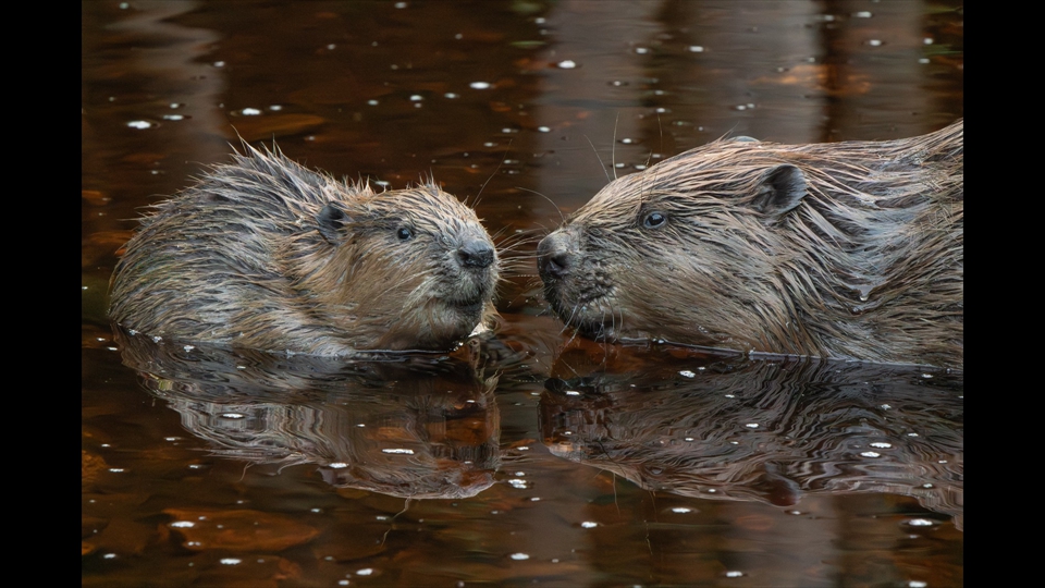 22-Carine De Laet - Bever