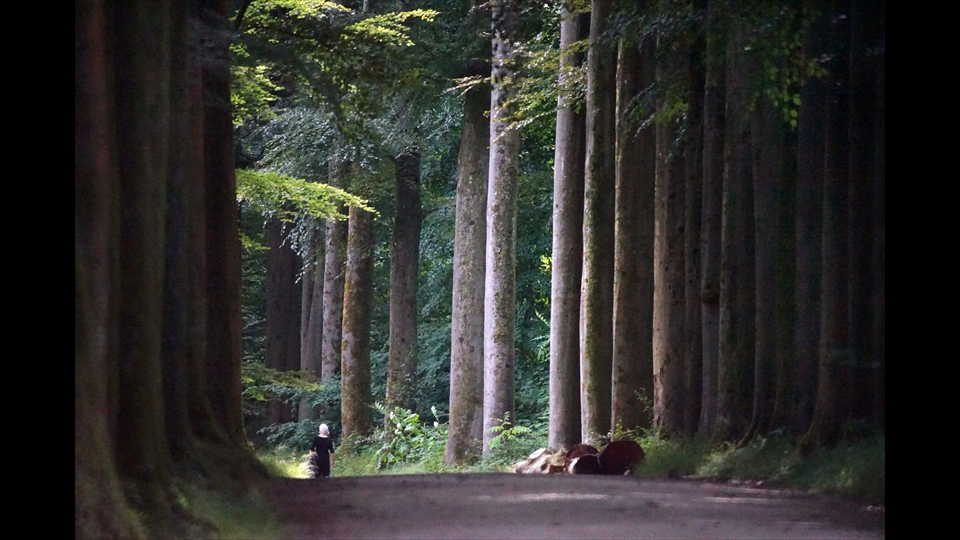 23-Hans Denis-bosreflex