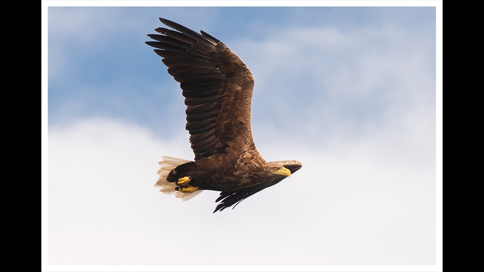 04-erik verelst - zeearend