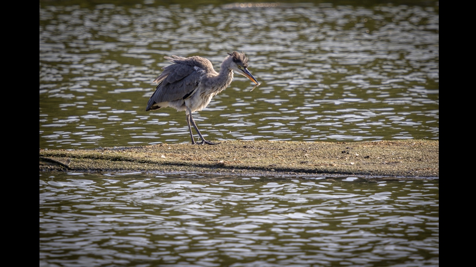 06-Josiane Vos-Punk rijger mèt prooi