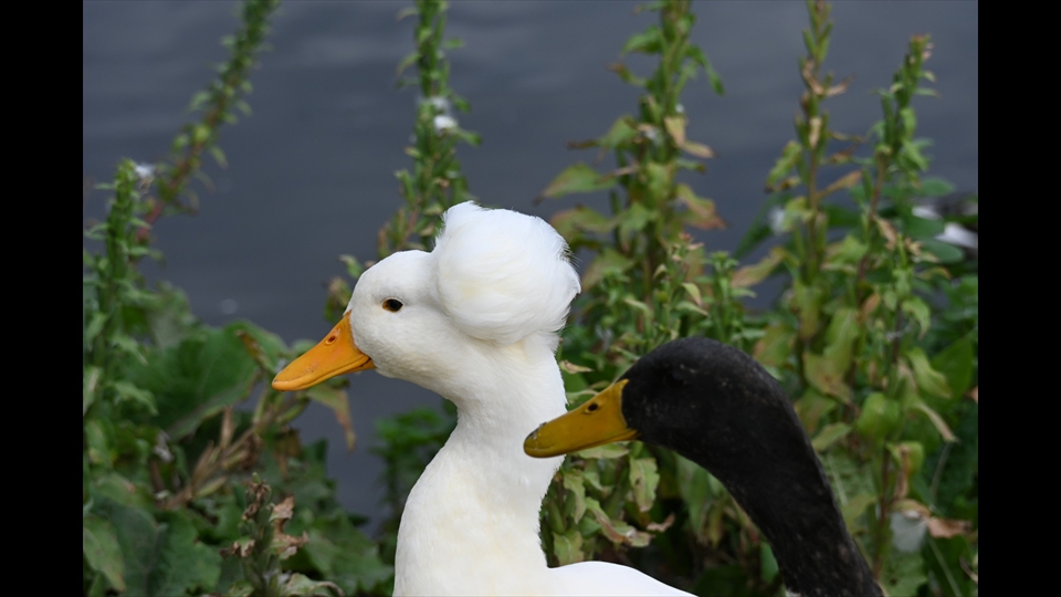10-Guido De Keyzer - zwart of wit, het maakt niet uit