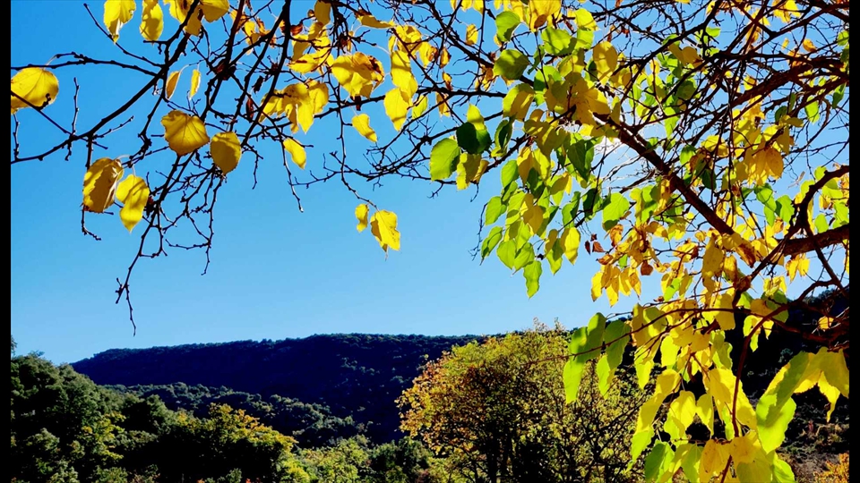 30-Guido De Keyzer - Het zonneke zit verscholen achter het resterende gebladerde