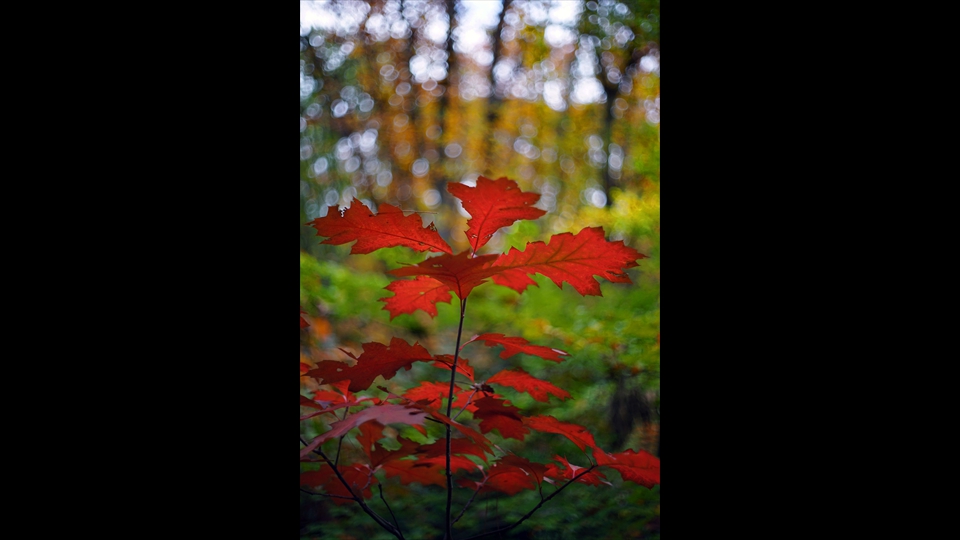 01-Hans Denis-Herfst
