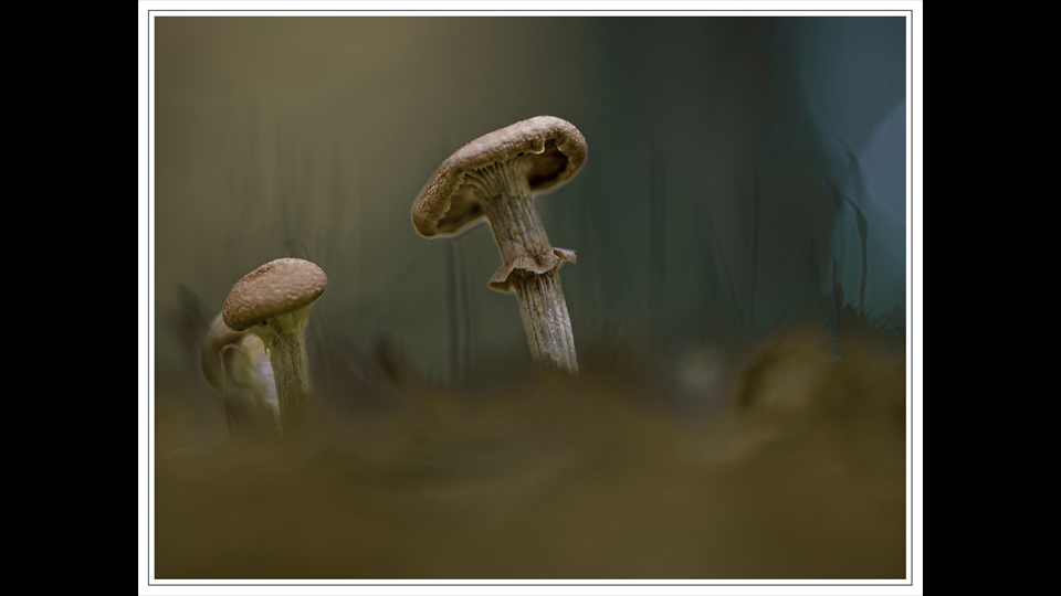 13-Erik Verelst-Paddenstoelen