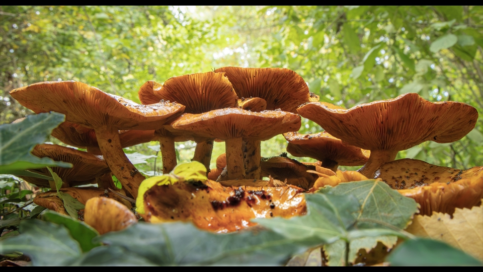 15-Josiane Vos-Paddestoelen Vielsalm