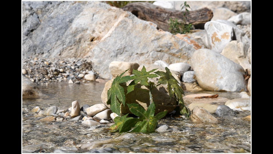 16-Luc Beckers-Waterplantje