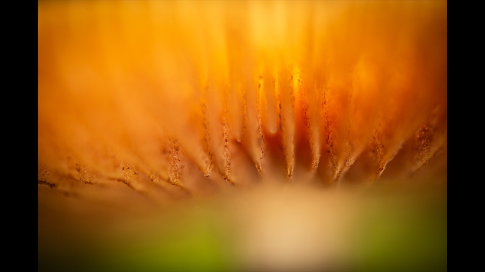 20 - Carine De Laet - Paddenstoel