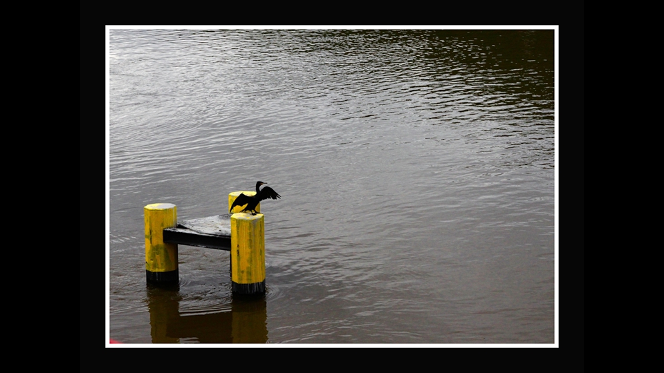 23-Roger Hemeleers-Zonneklopper