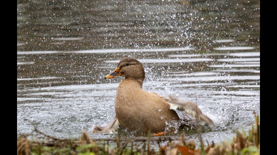 22-John Valgaeren-Avondtoilet