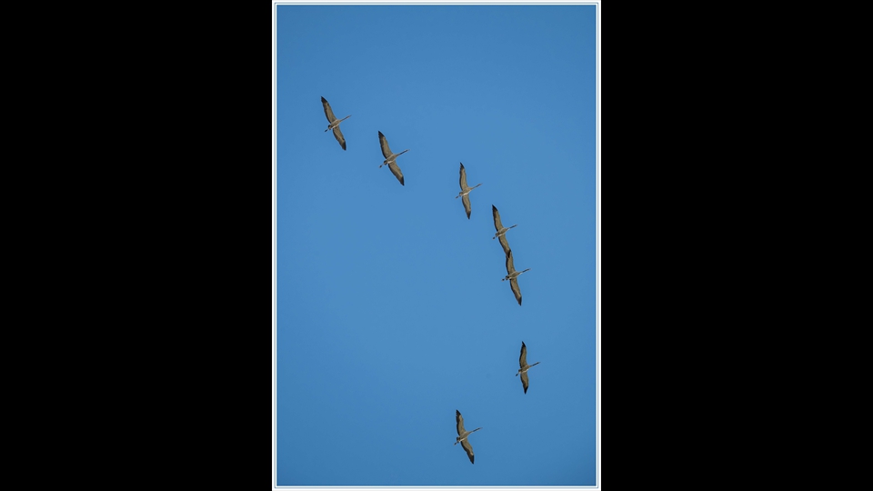 24-erik verelst- kraanvogels