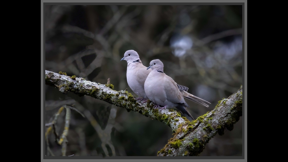 17-Josiane Vos-Tortelduifjes