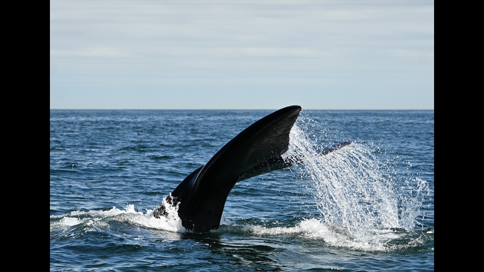 05-Joost Vander Straeten-Zuidkaper