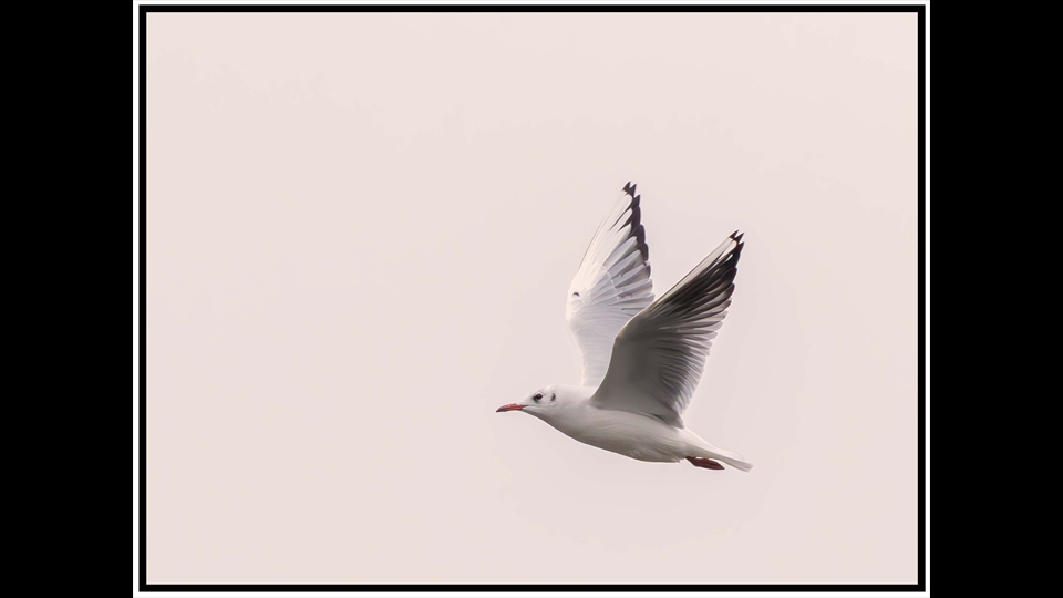 08-JosianeVos-Kokmeeuw in wintervederkleed (1)