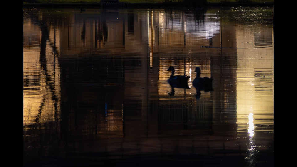 12-Rebecca De Dycker-Eenden op de vijver