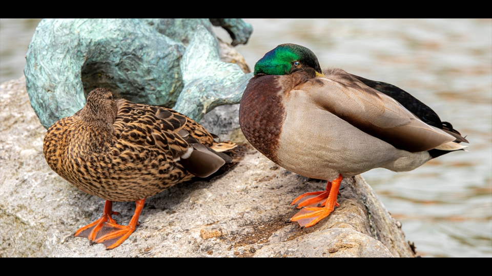 22-John Valgaeren-I am watching you