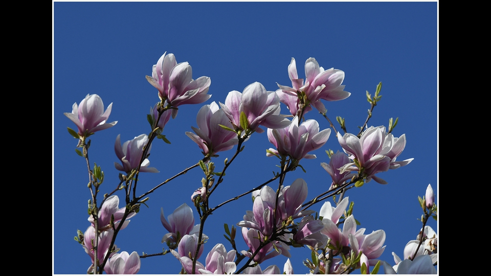 27-Luc Beckers-Magnolia in bloei