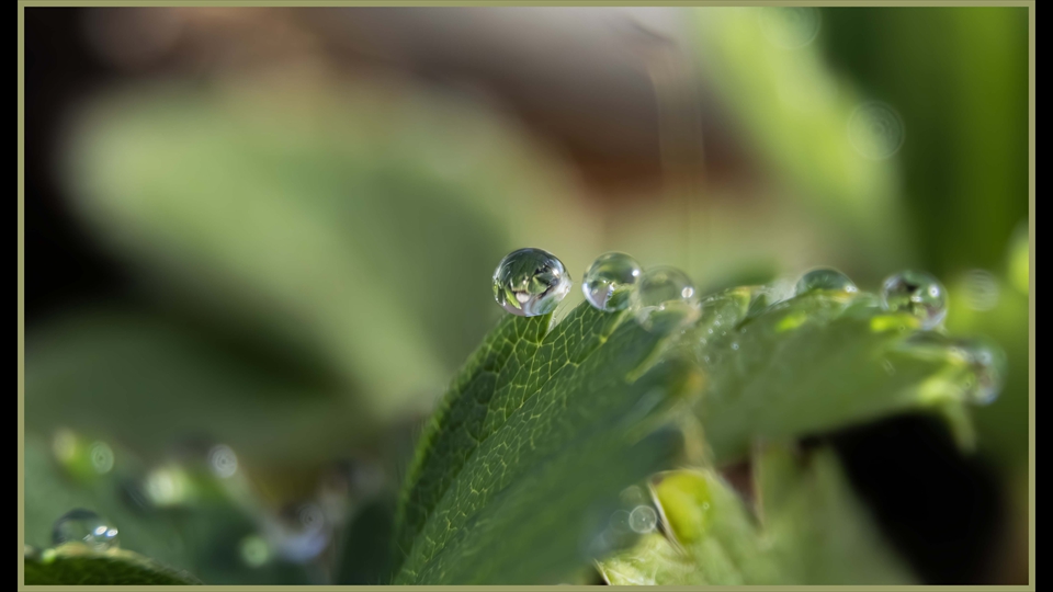 17-josianevos-dauwdruppel